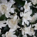 New Image47 - Wedding Flower Design in Novato