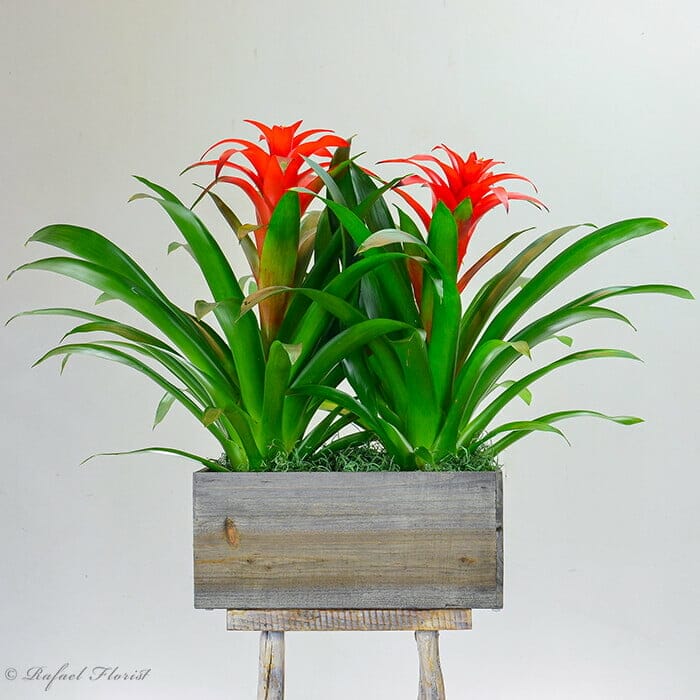 Bromeliad and Air Plant Tree - Live Plants - Hand Crafted Plant Arrangement - Florist Quality Colorful Tropical hotsell Houseplant - 24 Inches Tall