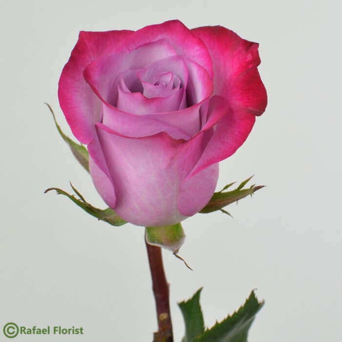 Clear Rose & Petal Box (Loose Roses/Petals)