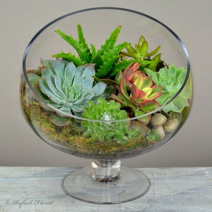Succulent Terrarium Bowl