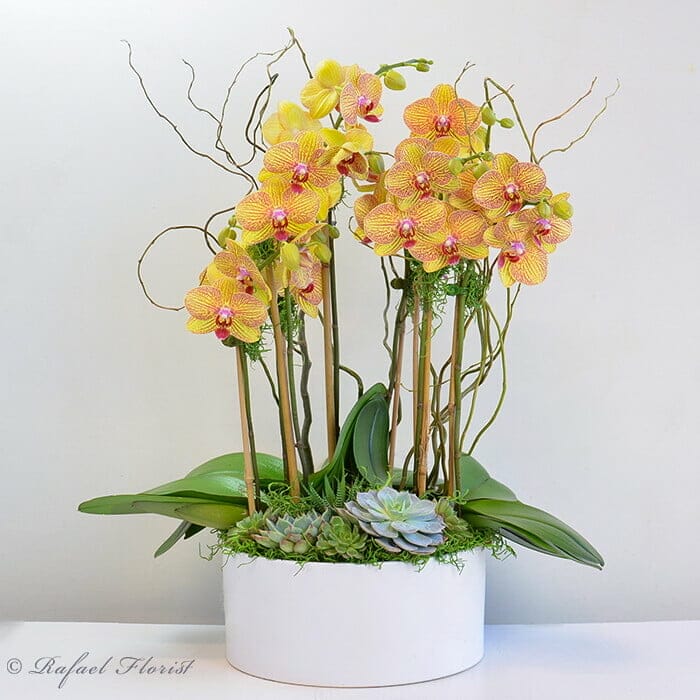 Orchids, succulents, and green plants delivered same day in Marin