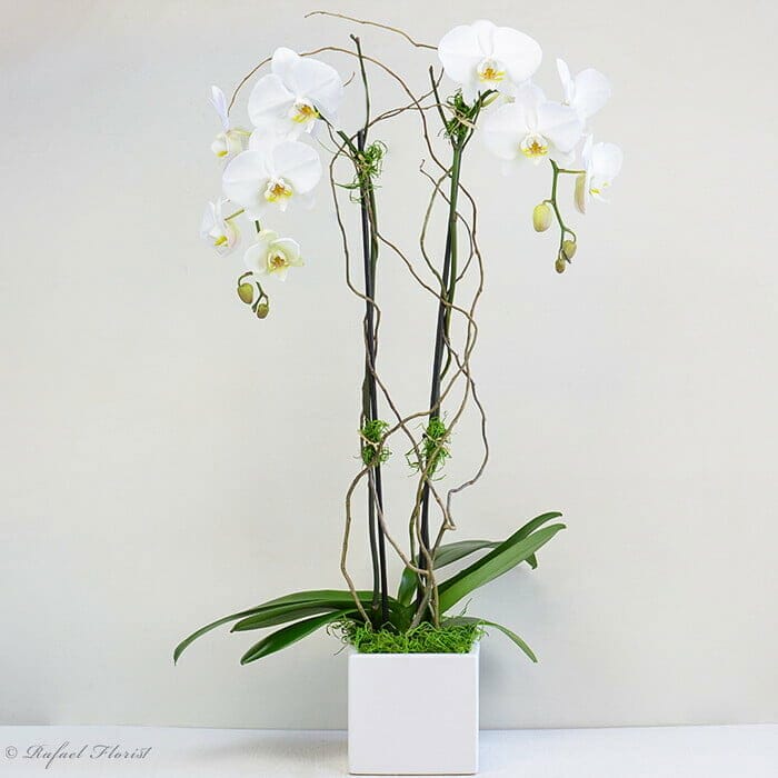 butterfly orchid plant